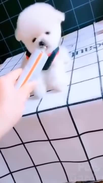 Cute Baby dog comment now #rumble