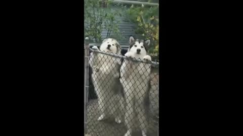 Funny Animals Videos