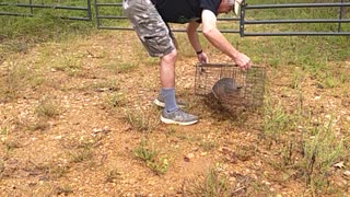 Relocation of a small possum and a large armadillo. Released and free.9-18