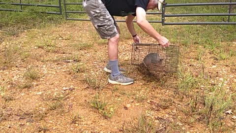 Relocation of a small possum and a large armadillo. Released and free.9-18