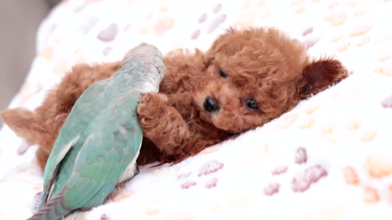 Parrot and Puppy Pair