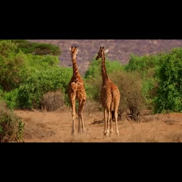 Giraffes: Nature's Gentle Giants