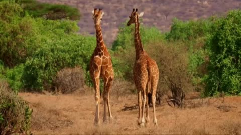 Giraffes: Nature's Gentle Giants