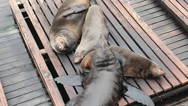 Capetown Seals😍😍