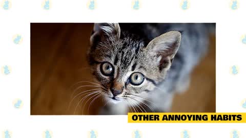 Training cats 101