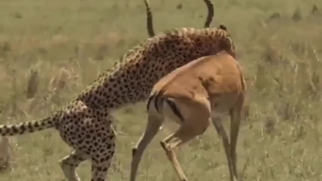 Hunting animals