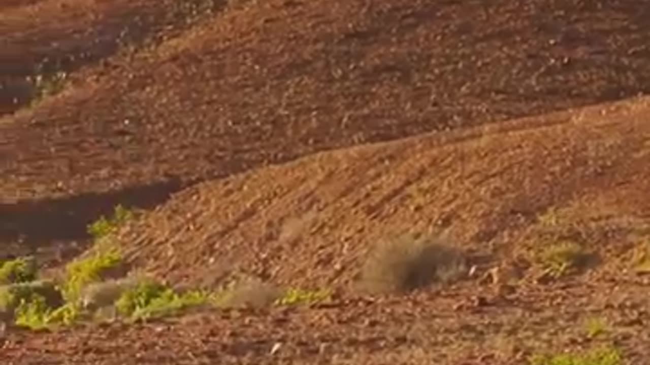 Lion trying to hunt baby giraffe