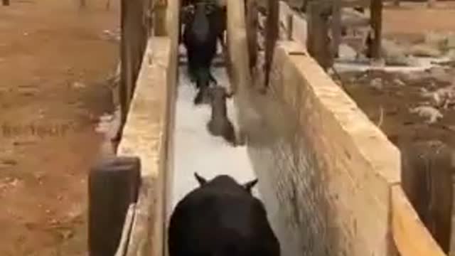 Beautiful Cow's are Taking Bath in Wonderful Way