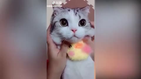 Funny and super fun cats🤣You will laugh a lot 😺💖