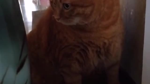 FunnyPetsToday,Funny Cat You Might Never See Before, part76