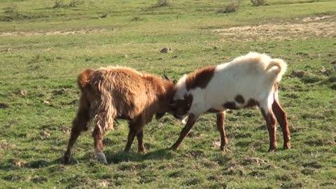 Goats bragging, for something