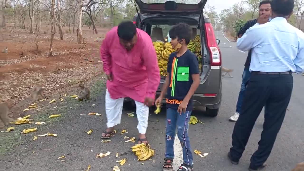 Feeding the monkeys with excess bananas