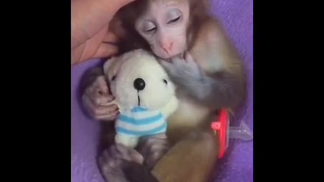 CUTE ADORABLE BABY MONKEY
