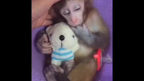 CUTE ADORABLE BABY MONKEY