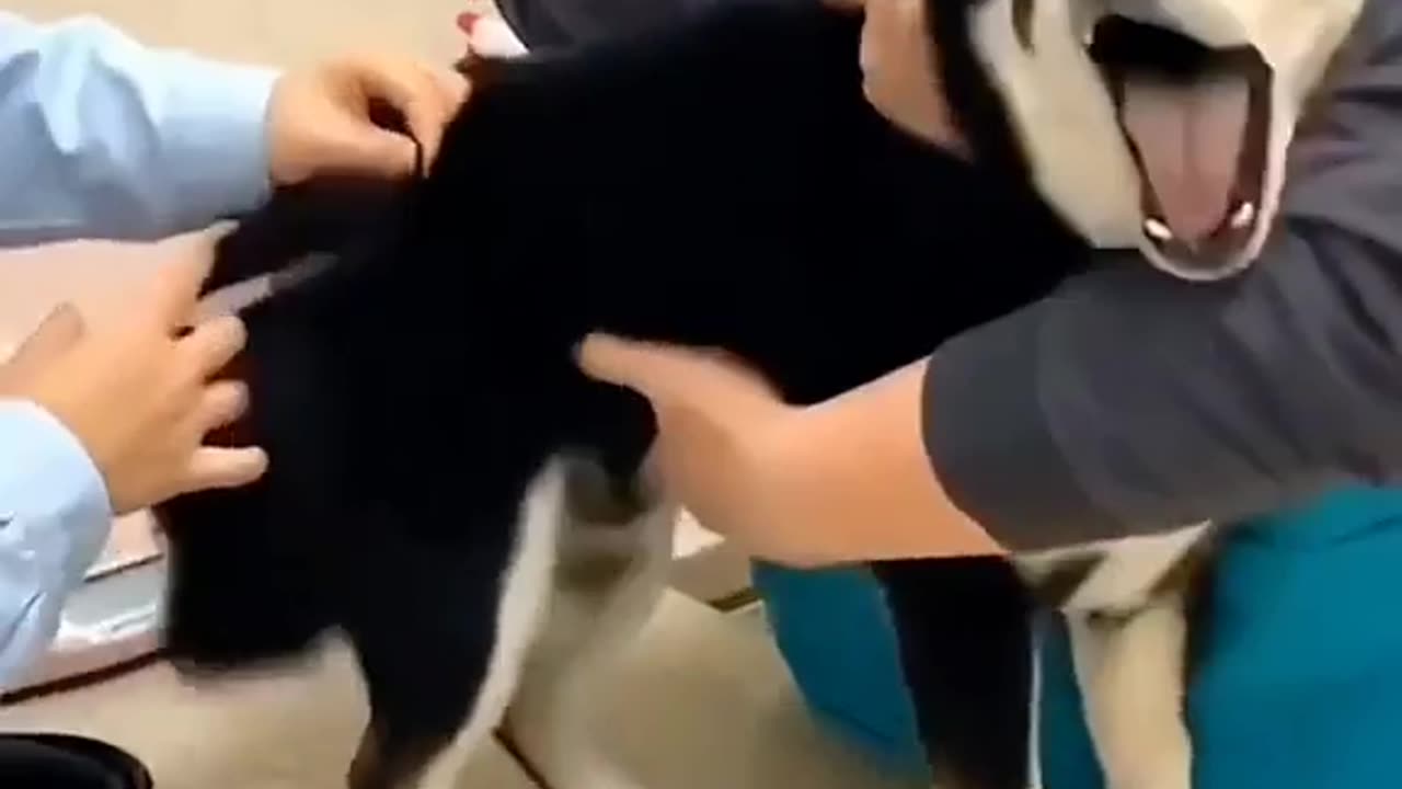 Funny Animal Injection