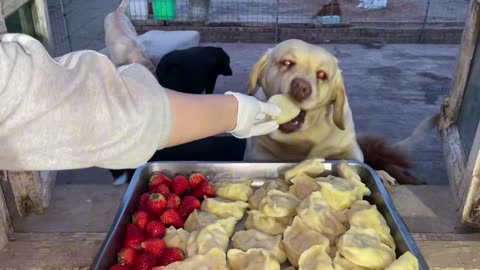 I made steamed dumplings for my dog today, and there were strawberries too.