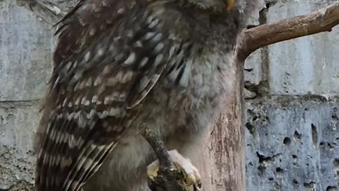 Cute Owl dancing