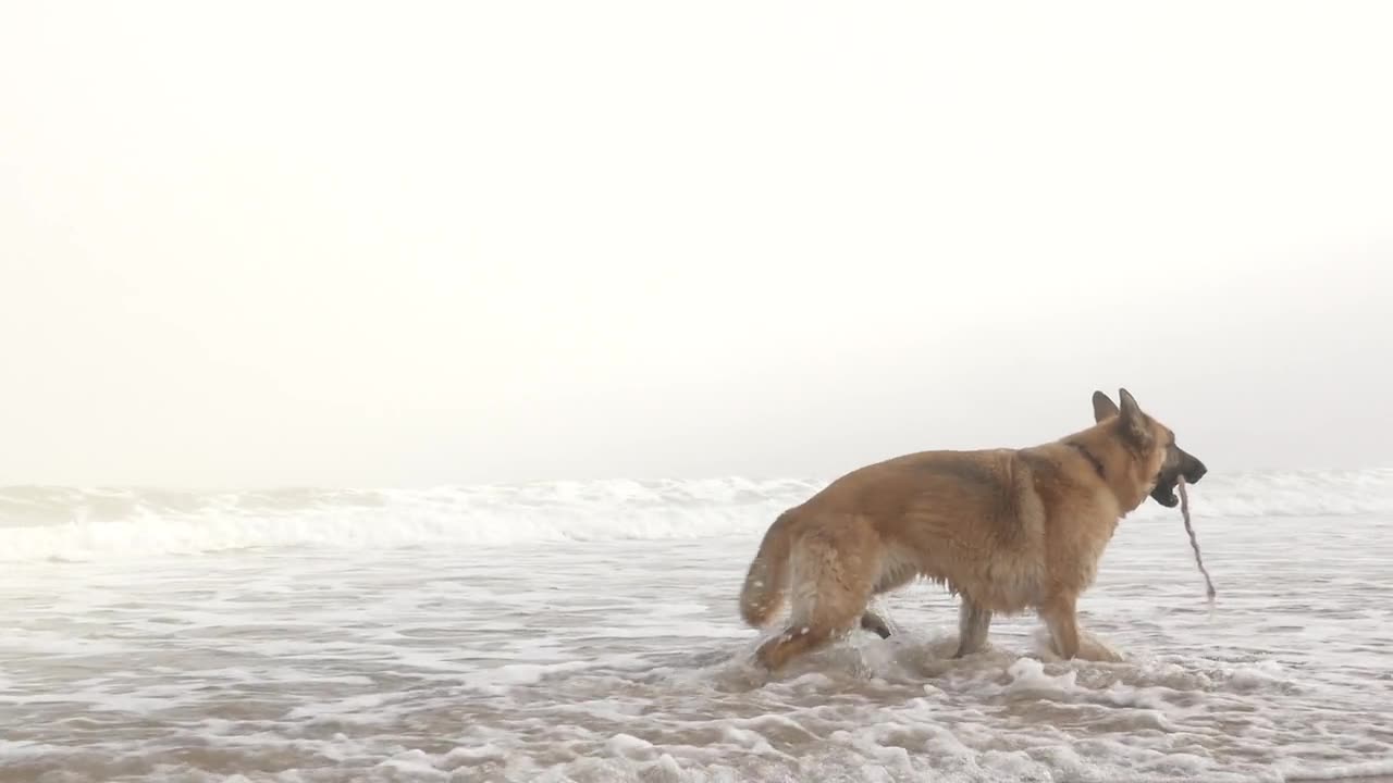 How the German Shepherd is getting away by the sea