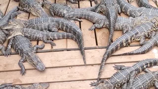 Alligators Crocodiles and Reptiles