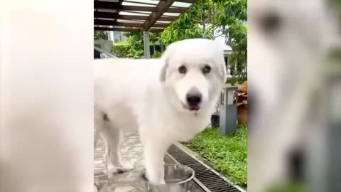 How not to laugh - Funniest 🐶 Dogs and 😻 Cats - Awesome Funny Pet Animals Videos 😇
