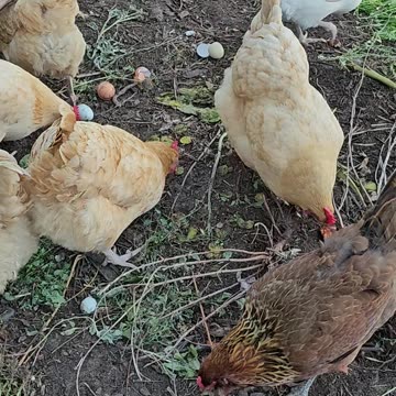 OMC! Why did the flock choose to let Brownie have that pizza crust!? #brownie #why #chickens #shorts