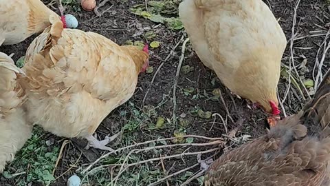 OMC! Why did the flock choose to let Brownie have that pizza crust!? #brownie #why #chickens #shorts