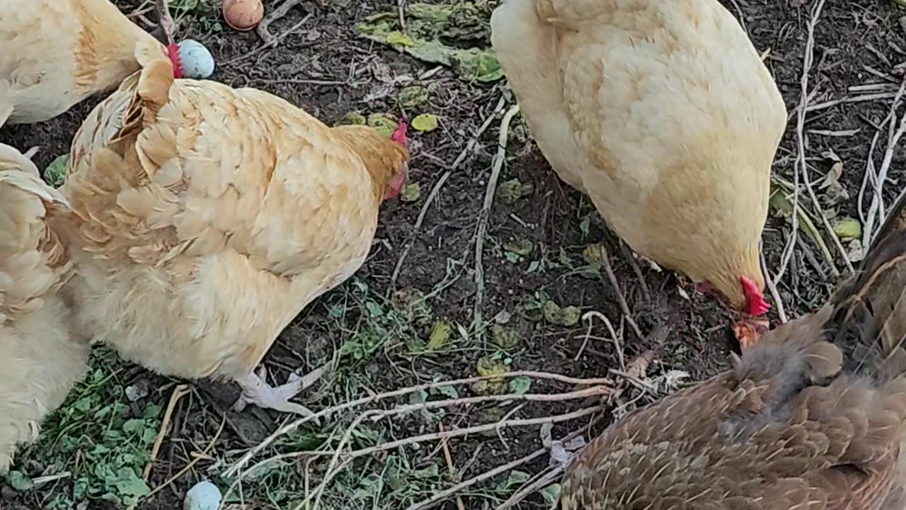 OMC! Why did the flock choose to let Brownie have that pizza crust!? #brownie #why #chickens #shorts