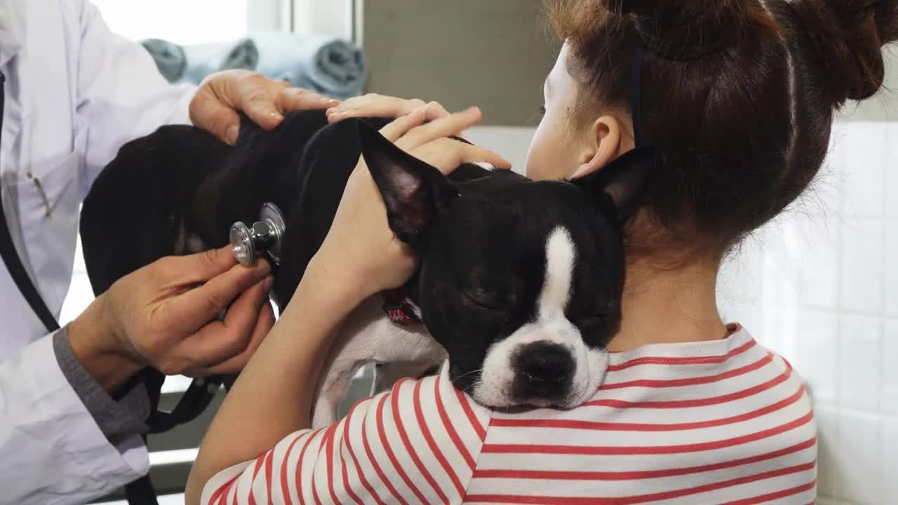 a poor little Boston Terrier puppy looking sad and sick during medical examination at the vet clinic