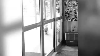 Sad black and white dog stares through shop automatic doors