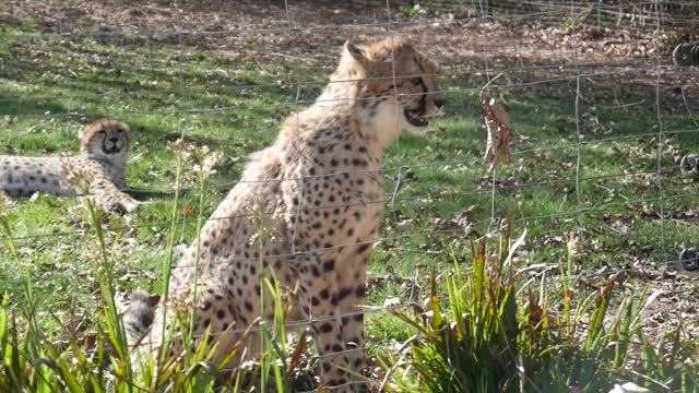 Two seven month old cheetah cubs hissing at little dog