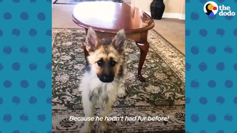 German shepard fantastic puppy