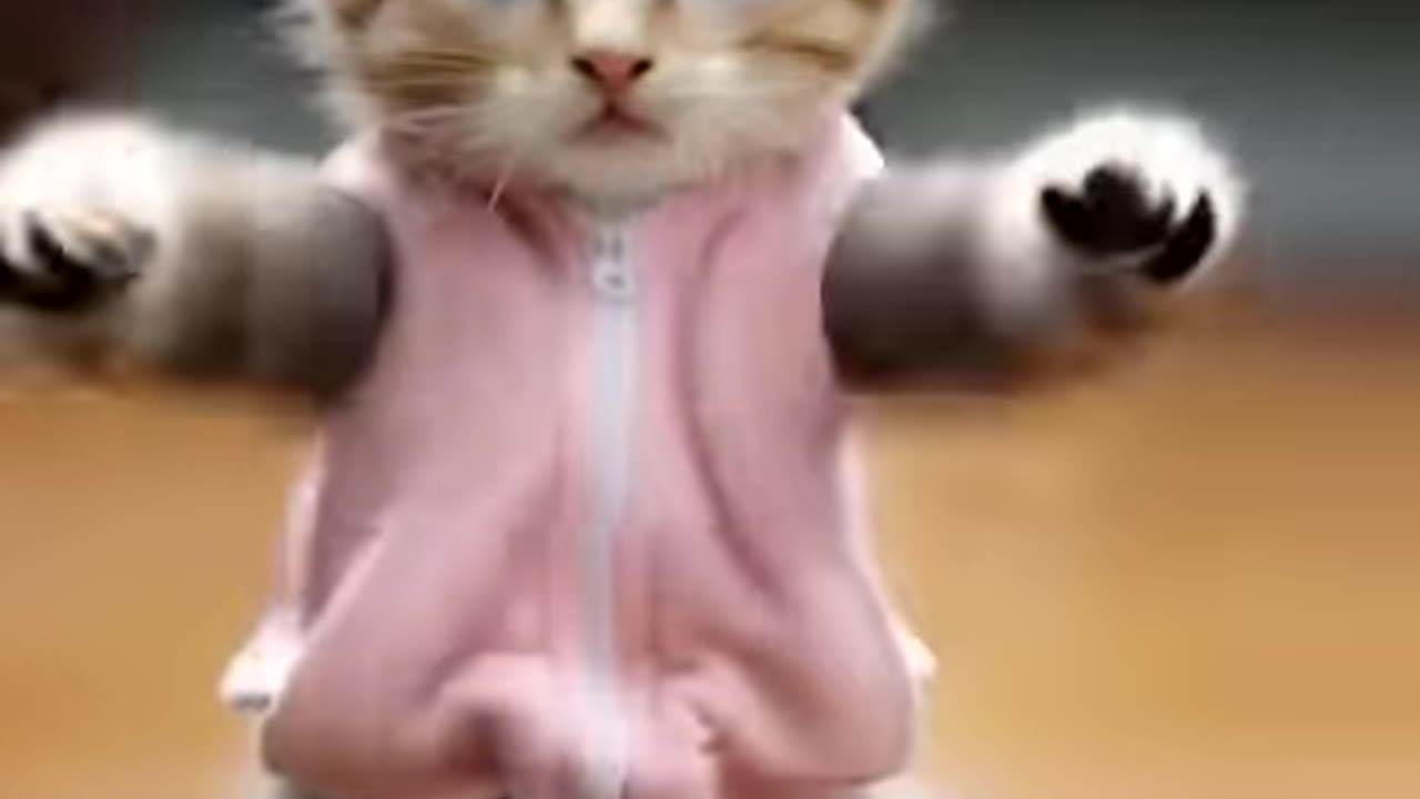 Paw-sitive Vibes #viralvideo #funnyvideo