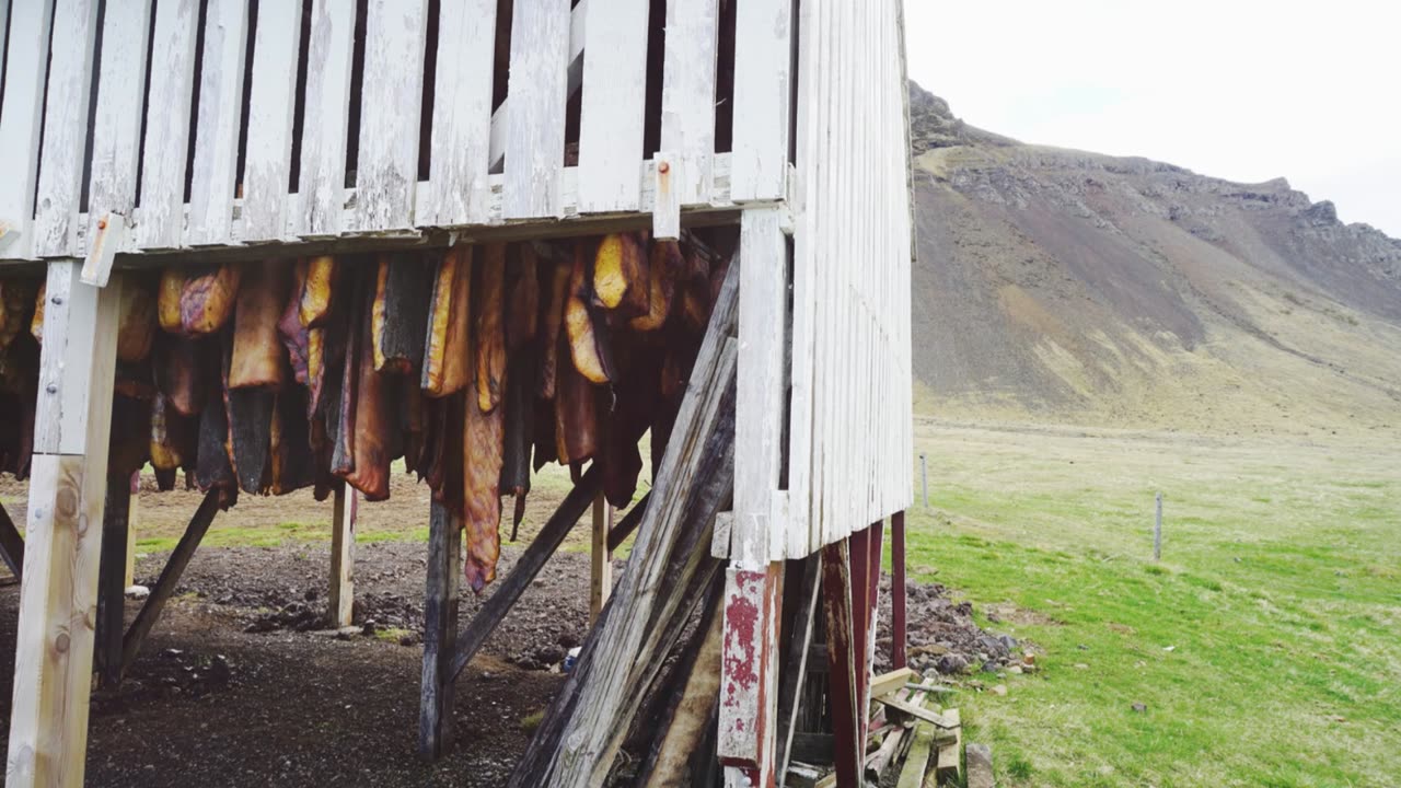 Daring to Eat Fermented Shark in Iceland! 🦈