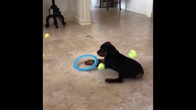 Cute and Funny Cat Dog