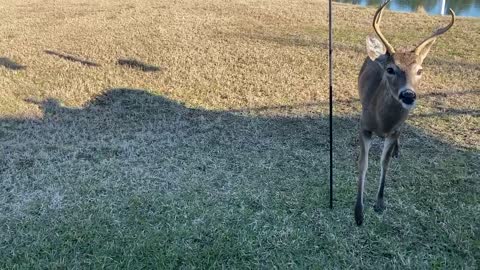 A deer friend enjoys an apple