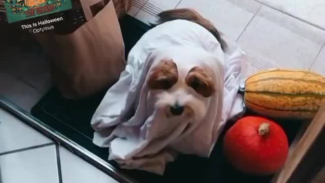 cute dog on Halloween