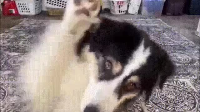 When you like to pose for a video. Когда очень любишь сниматься.