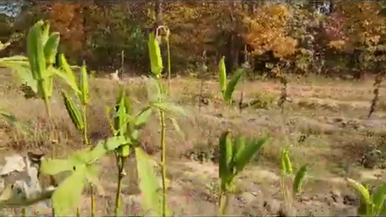 Harvesting Okra from 2022