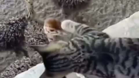#kucinglucu #videokucinglucu #videohewanlucu Funny Cat Videos