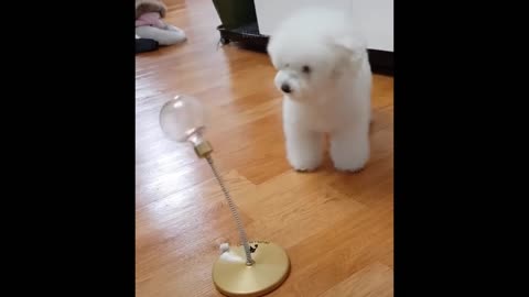 Funniest Animals - Best Of The 2021 Funny Animal Videos #62