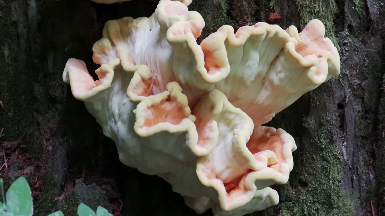 Conifer Sulphur Shelf