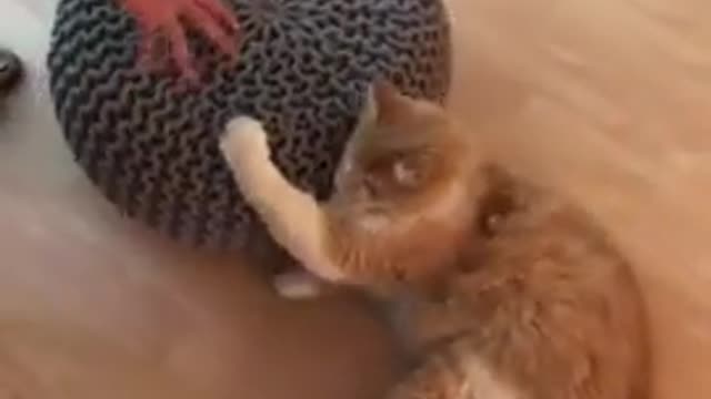 Funny cat video