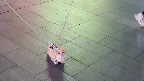 CAT GO OUT IN PUBLIC ❤️