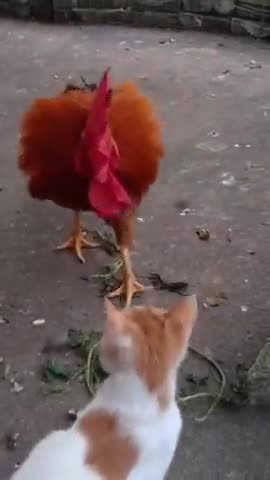 Cat cat vs coq coq 🐓