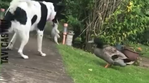 Random Funny Dogs