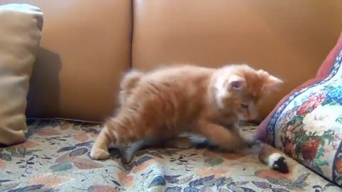 Little animal playing