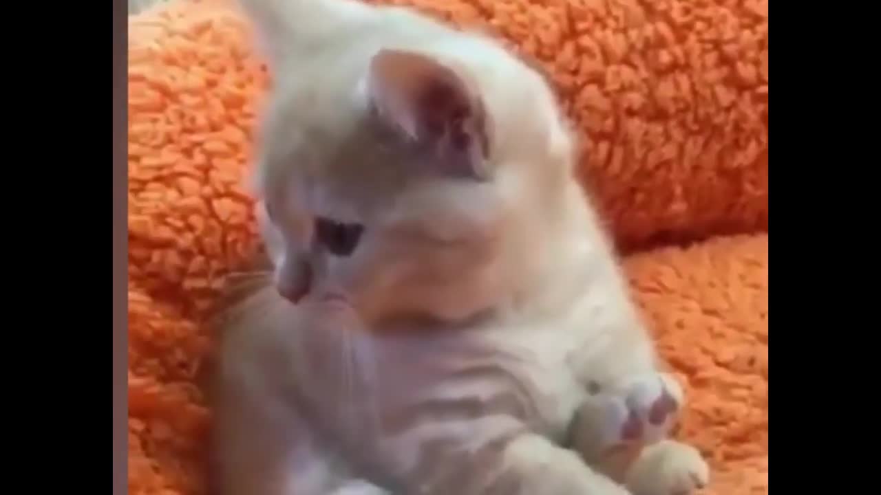 Top 10 cute, heart melting kittens