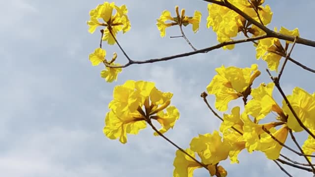 So cute flower