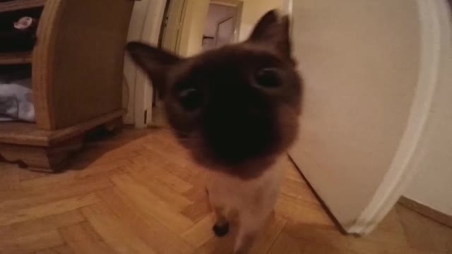 Cat VS camera