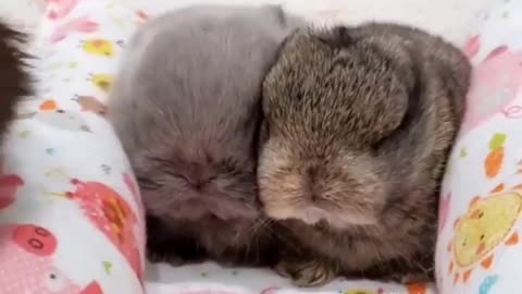So cute